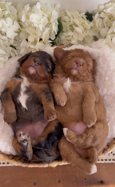 Wren, a female Cavapoo for sale in Kankakee, IL – 9 of 9