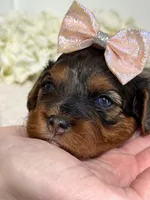 Wren, a female Cavapoo for sale in Kankakee, IL – 2 of 9