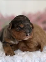 Wren, a female Cavapoo for sale in Kankakee, IL – 8 of 9