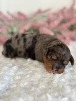 Wren, a female Cavapoo for sale in Kankakee, IL – 4 of 9