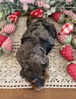 Wren, a female Cavapoo for sale in Kankakee, IL – 6 of 9