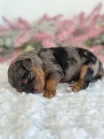 Wren, a female Cavapoo for sale in Kankakee, IL – 5 of 9