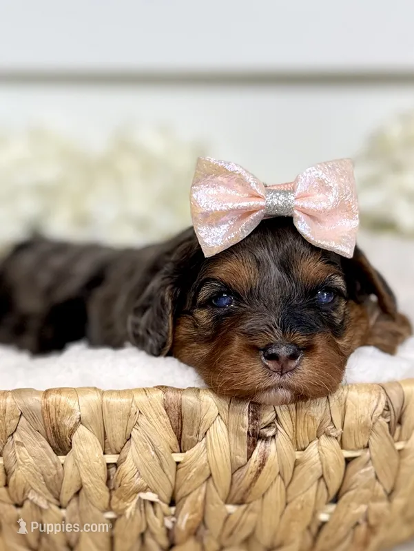 Wren – Cavapoo puppy for sale in Kankakee, IL