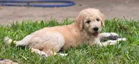 Pumpkin, a female Goldendoodle for sale in Salado, TX – 2 of 5