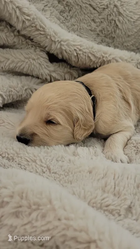 Pickles – Goldendoodle puppy for sale in Salado, TX