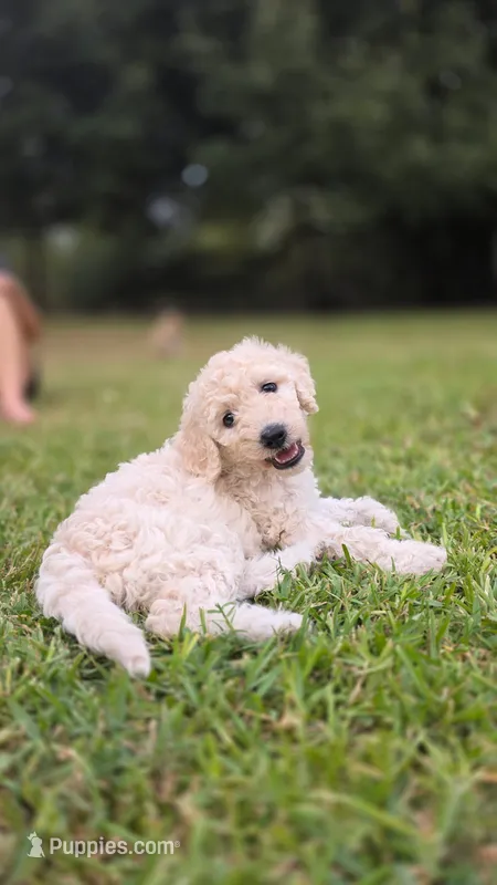 Queso – Goldendoodle puppy for sale in Salado, TX