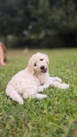 Waffles, a male Goldendoodle for sale in Salado, TX – 1 of 9