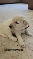 Sugar, a female Goldendoodle for sale in Salado, TX – 2 of 5
