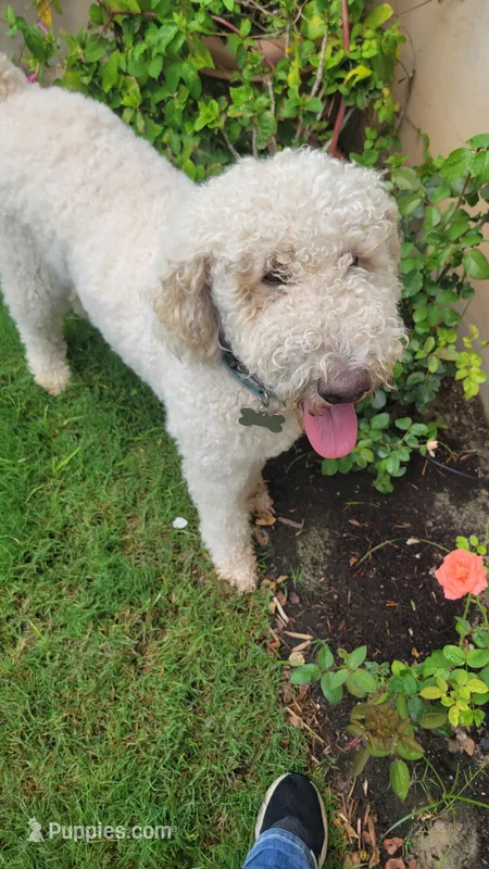 Joy – Poodle - Standard  puppy for sale in Salado, TX