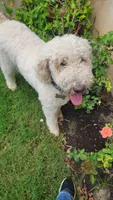 Joy, a female Poodle - Standard  for sale in Salado, TX – 1 of 3