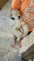 Pickles, a male Goldendoodle for sale in Salado, TX – 4 of 6
