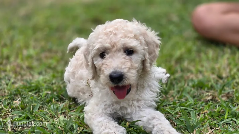 Cookie – Goldendoodle puppy for sale in Salado, TX