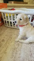 Sugar, a female Goldendoodle for sale in Salado, TX – 3 of 5