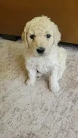 Cookie, a female Goldendoodle for sale in Salado, TX – 3 of 5