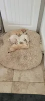 Queso, a male Goldendoodle for sale in Salado, TX – 6 of 6