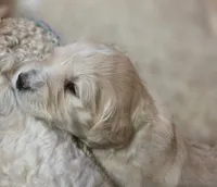 Clara, a female Goldendoodle for sale in Salado, TX – Photo 3 of 8