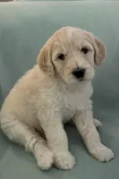 Clara, a female Goldendoodle for sale in Salado, TX – Photo 1 of 8