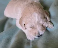 Clara, a female Goldendoodle for sale in Salado, TX – Photo 4 of 8