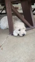 Waffles, a male Goldendoodle for sale in Salado, TX – 9 of 9