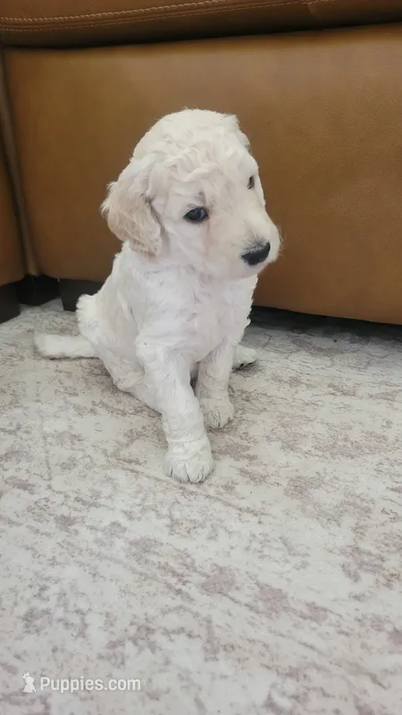 Queso – Goldendoodle puppy for sale in Salado, TX