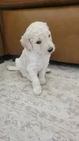 Queso, a male Goldendoodle for sale in Salado, TX – 1 of 6
