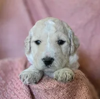Elinore, a female Goldendoodle for sale in Salado, TX – Photo 6 of 8