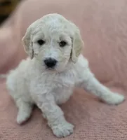 Elinore, a female Goldendoodle for sale in Salado, TX – Photo 1 of 8