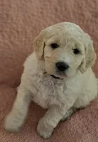 Elinore, a female Goldendoodle for sale in Salado, TX – Photo 3 of 8