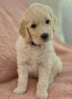 Elinore, a female Goldendoodle for sale in Salado, TX – Photo 2 of 8