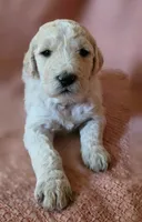 Elinore, a female Goldendoodle for sale in Salado, TX – Photo 7 of 8