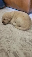 Pickles, a male Goldendoodle for sale in Salado, TX – 3 of 6