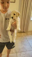 Queso, a male Goldendoodle for sale in Salado, TX – 4 of 6