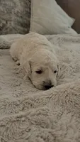 Cookie, a female Goldendoodle for sale in Salado, TX – 2 of 5
