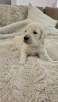 Cookie, a female Goldendoodle for sale in Salado, TX – 4 of 5
