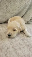Pumpkin, a female Goldendoodle for sale in Salado, TX – 3 of 5