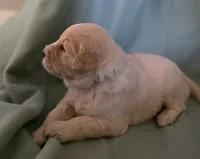 Clara, a female Goldendoodle for sale in Salado, TX – Photo 5 of 8