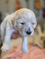 Clara, a female Goldendoodle for sale in Salado, TX – Photo 8 of 8