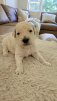 Queso, a male Goldendoodle for sale in Salado, TX – 5 of 6