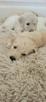 Pumpkin, a female Goldendoodle for sale in Salado, TX – 4 of 5