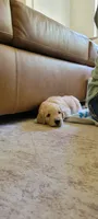 Pumpkin, a female Goldendoodle for sale in Salado, TX – 2 of 5