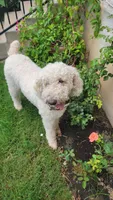 Joy, a female Poodle - Standard  for sale in Salado, TX – 3 of 3