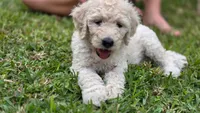 Waffles, a male Goldendoodle for sale in Salado, TX – 2 of 9