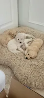 Sugar, a female Goldendoodle for sale in Salado, TX – 4 of 5