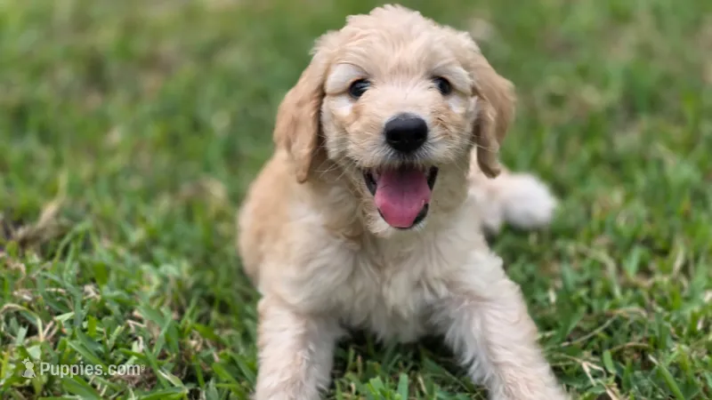 Pumpkin – Goldendoodle puppy for sale in Salado, TX