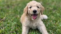 Pumpkin, a female Goldendoodle for sale in Salado, TX – 1 of 5