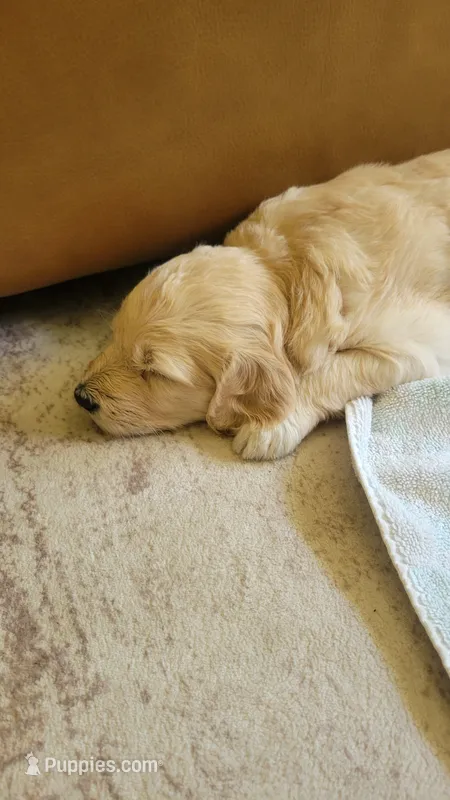 Pumpkin – Goldendoodle puppy for sale in Salado, TX