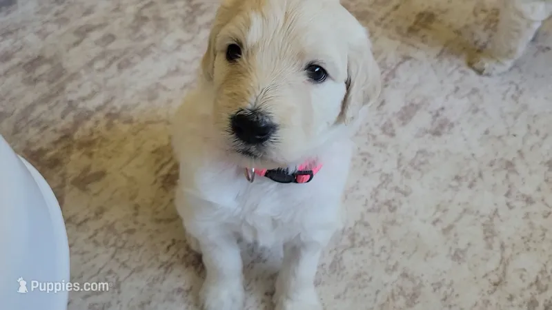 Sugar – Goldendoodle puppy for sale in Salado, TX