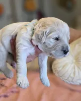 Clara, a female Goldendoodle for sale in Salado, TX – Photo 7 of 8