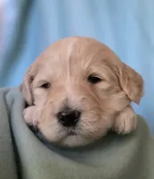 Clara, a female Goldendoodle for sale in Salado, TX – Photo 5 of 8