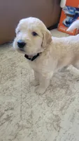 Pickles, a male Goldendoodle for sale in Salado, TX – 5 of 6